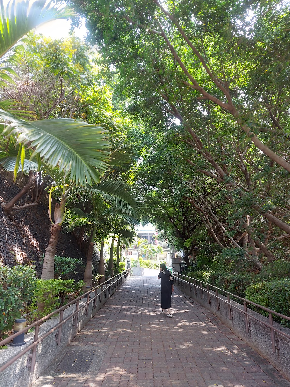 八卦山大佛景區林蔭步道,大樹拱頂遮蔭,遊客漫步