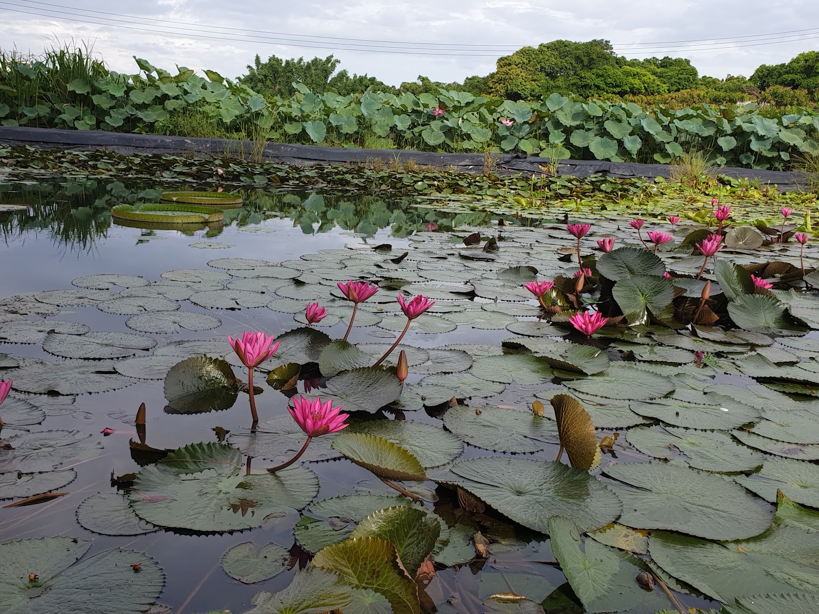 白河蓮花公園粉紅色水蓮花池廣角，大片荷葉和粉色花朵