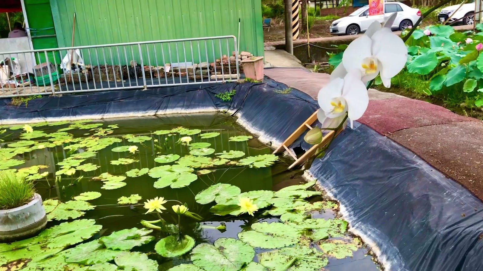 蓮緣蓮花園展示蓮花池，黃色小水蓮和白色蝴蝶蘭特寫