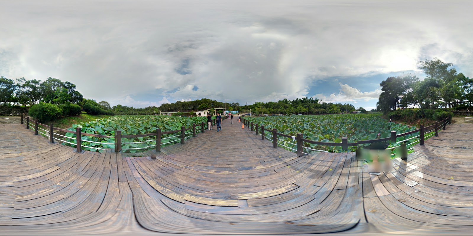 白河蓮花公園木棧道穿越荷葉田全景，有遊客漫步其中