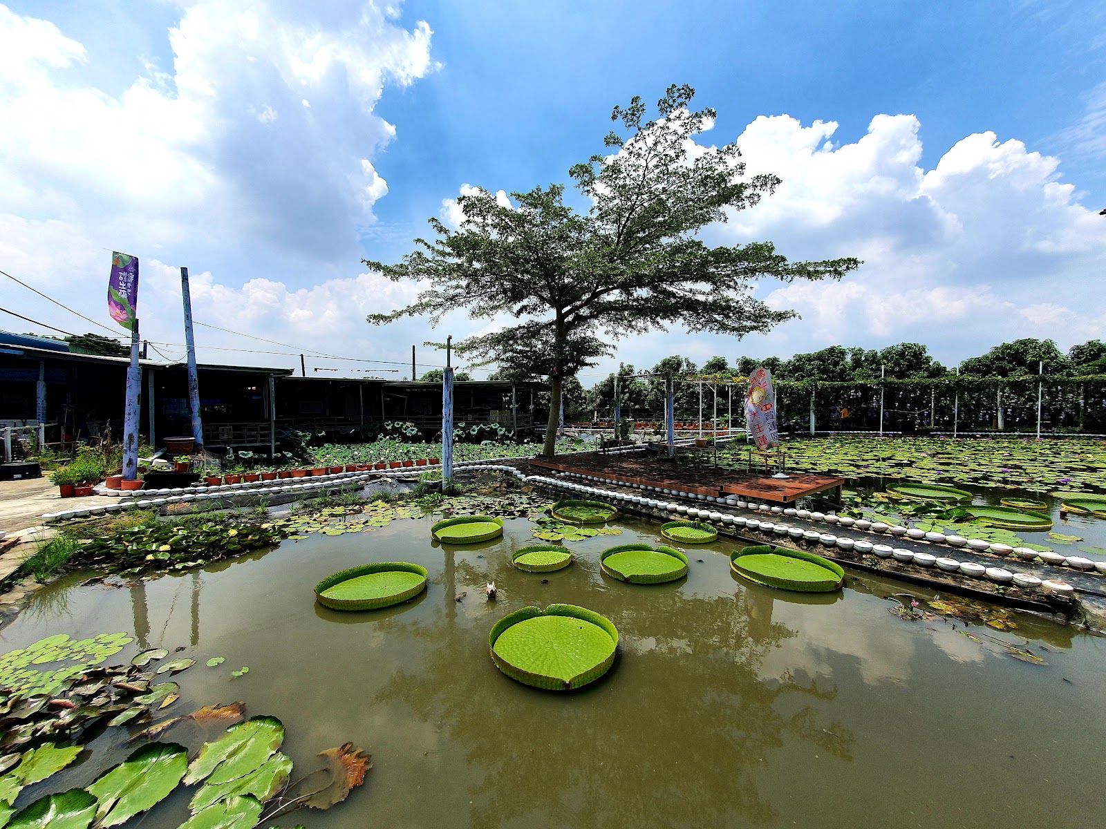 白河蓮花公園大王蓮池，圓形巨型大王蓮葉漂浮水面，藍天白雲