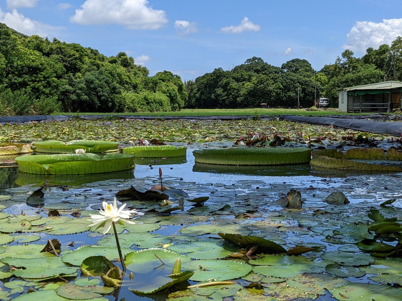 白河蓮花公園大型水池全景，白色水蓮前景和大王蓮圓葉，背景山林藍天