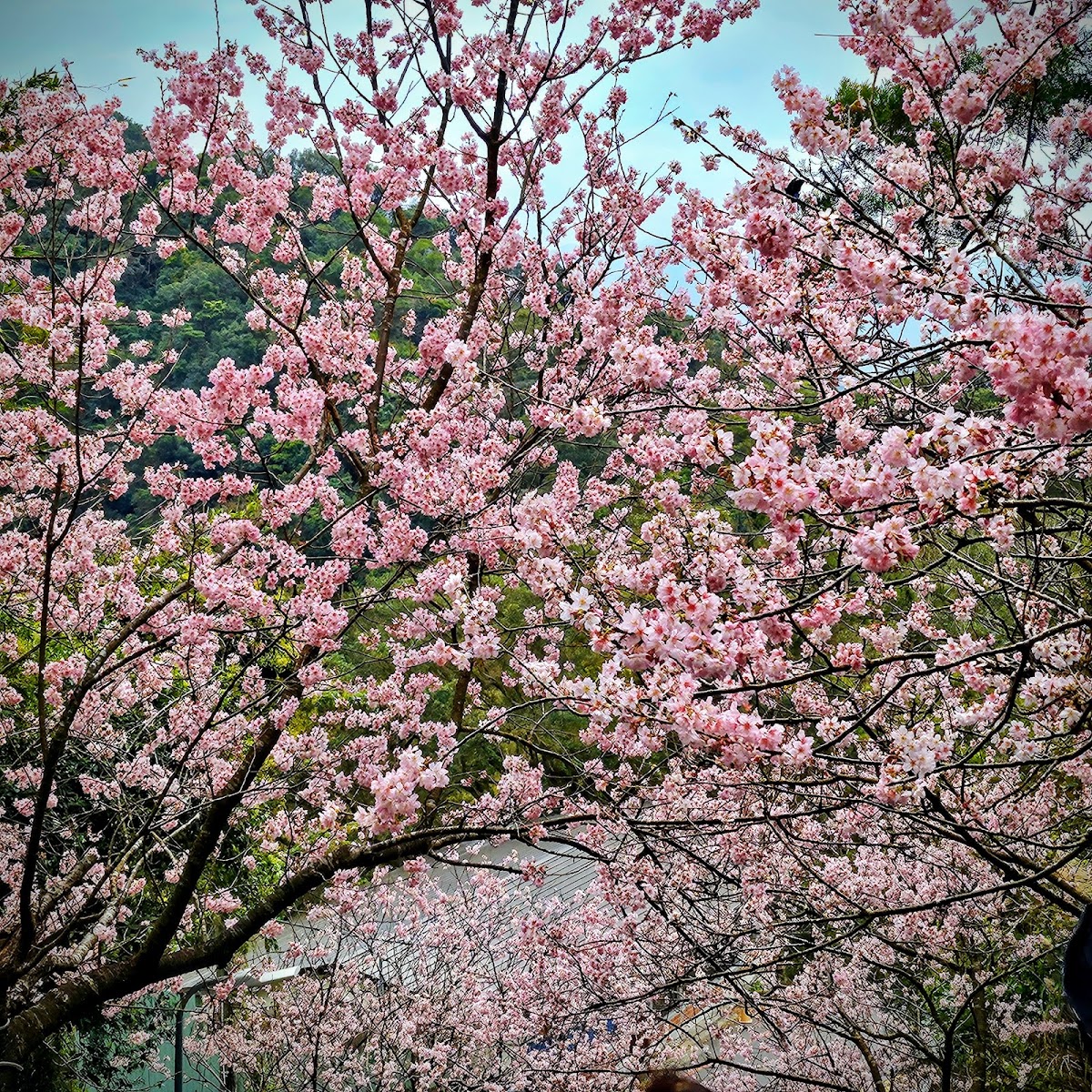 碧山巖山路粉紅山櫻花盛開台北內湖賞花