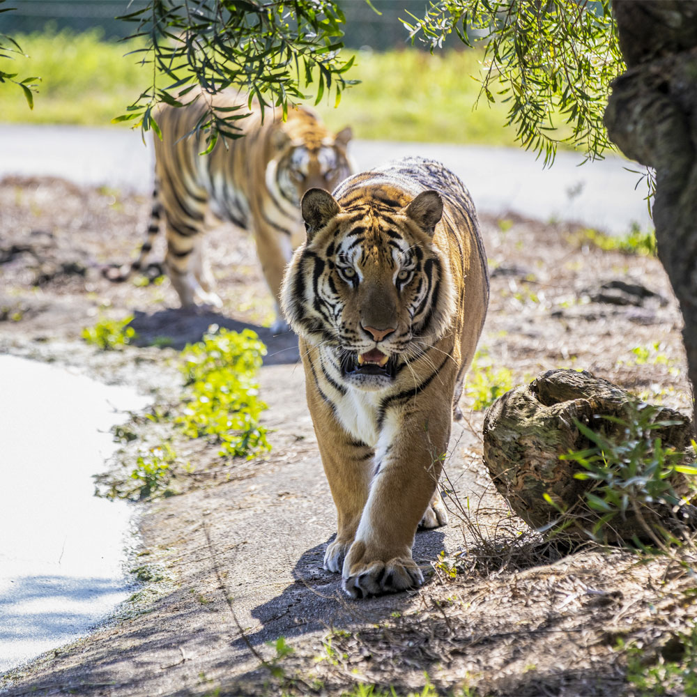 非洲部落：野生動物的洗鍊律動
