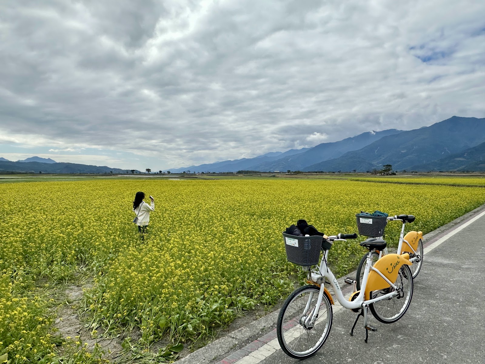 天堂路油菜花季，黃色花田一望無際，腳踏車停在路旁，遊客拍照留念