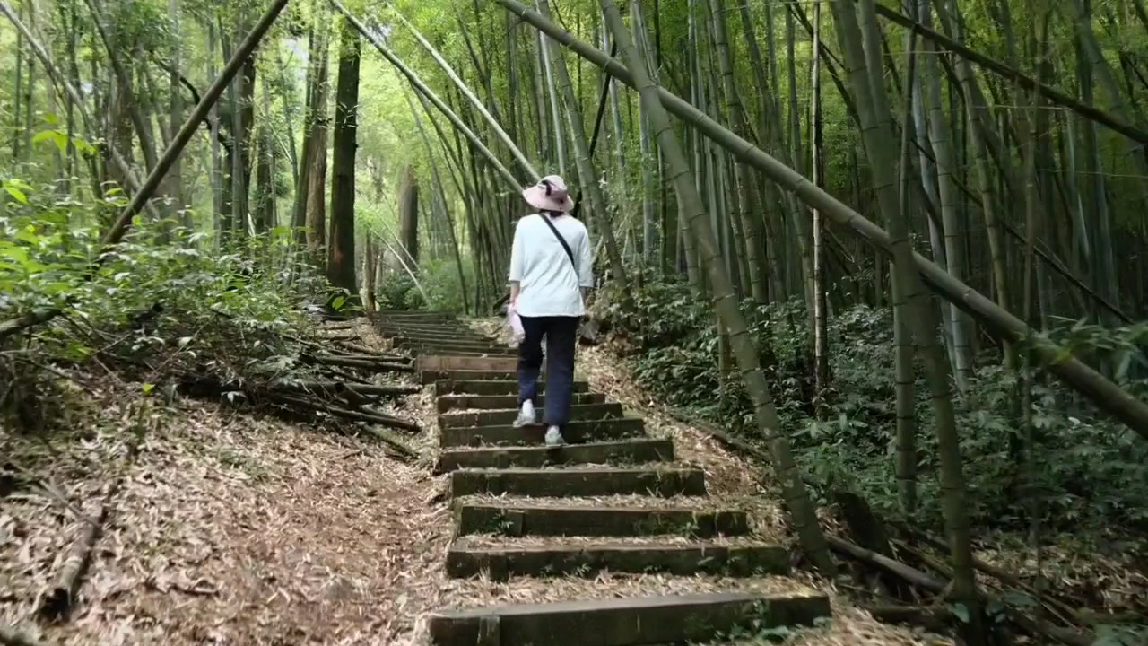 大凍山竹林步道健行