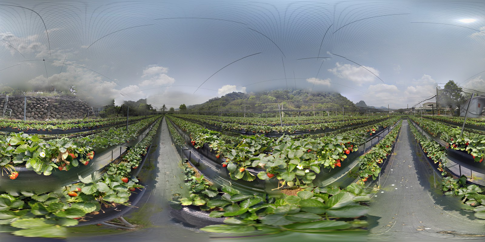 大湖草莓田全景 苗栗大湖草莓季 2026 高架草莓農場360度全景
