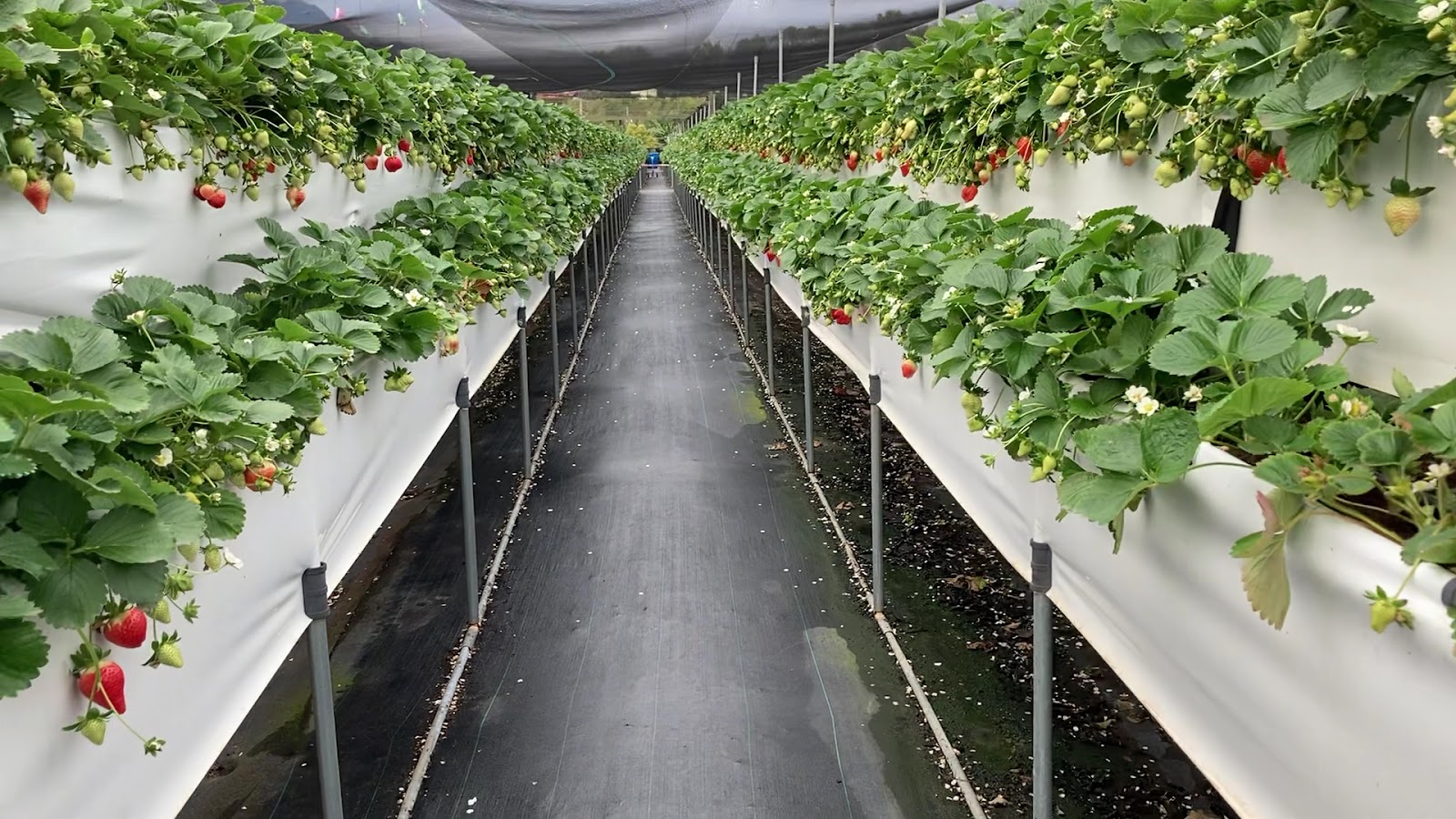 大湖草莓農場高架走道 兩側滿是草莓苗