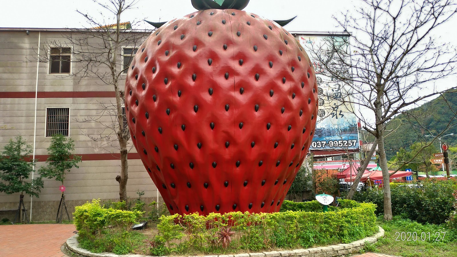 草莓文化館 巨型粉紅草莓雕塑打卡地標