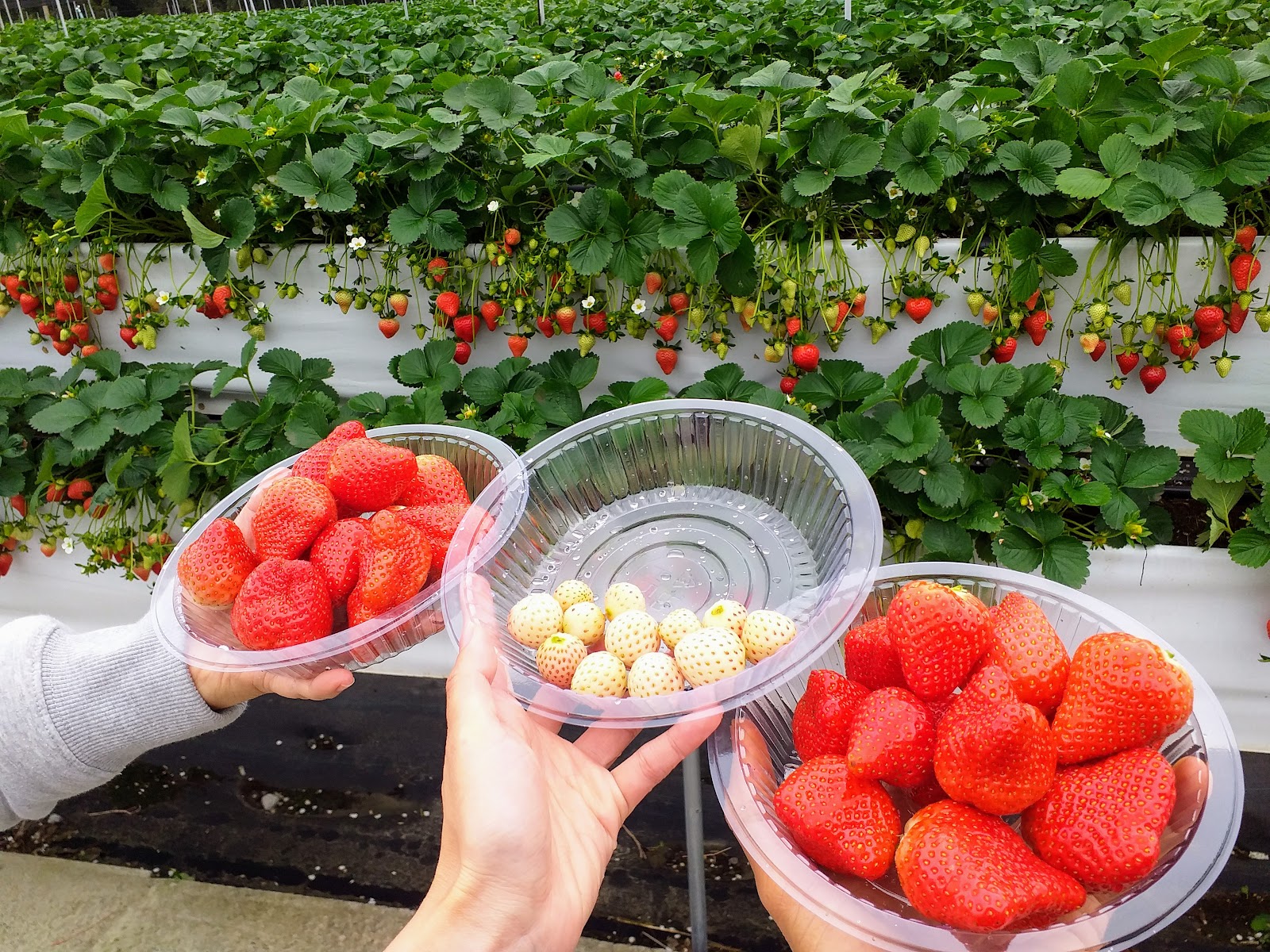 手捧三盒大湖新鮮草莓伴手禮 準備帶回家