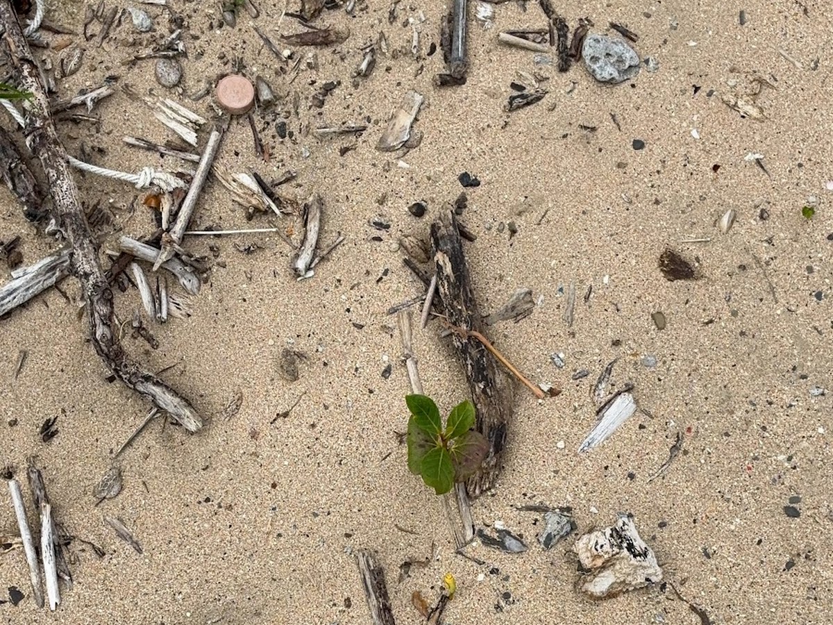 南灣沙灘近拍，漂流木枝條與小石頭散落沙地，一株小綠葉植物生長其間