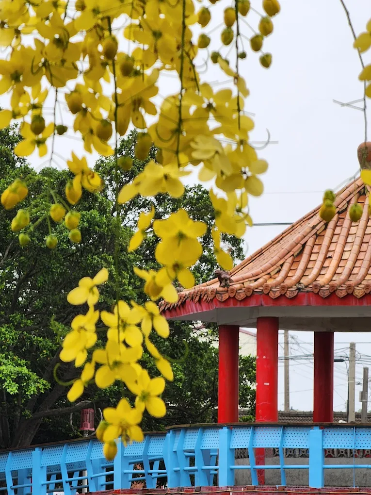 湖畔黃金雨、紅色涼亭與拱橋同框，是花季最熱門的取景構圖（圖／中林湖）