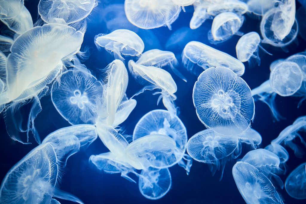 Xpark水族館為什麼很多人推薦？夢幻燈光、水母展區與療癒感一次看懂