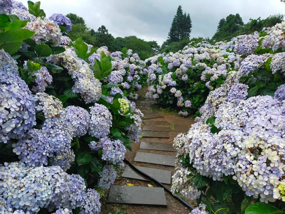 午後陽光繡球花田