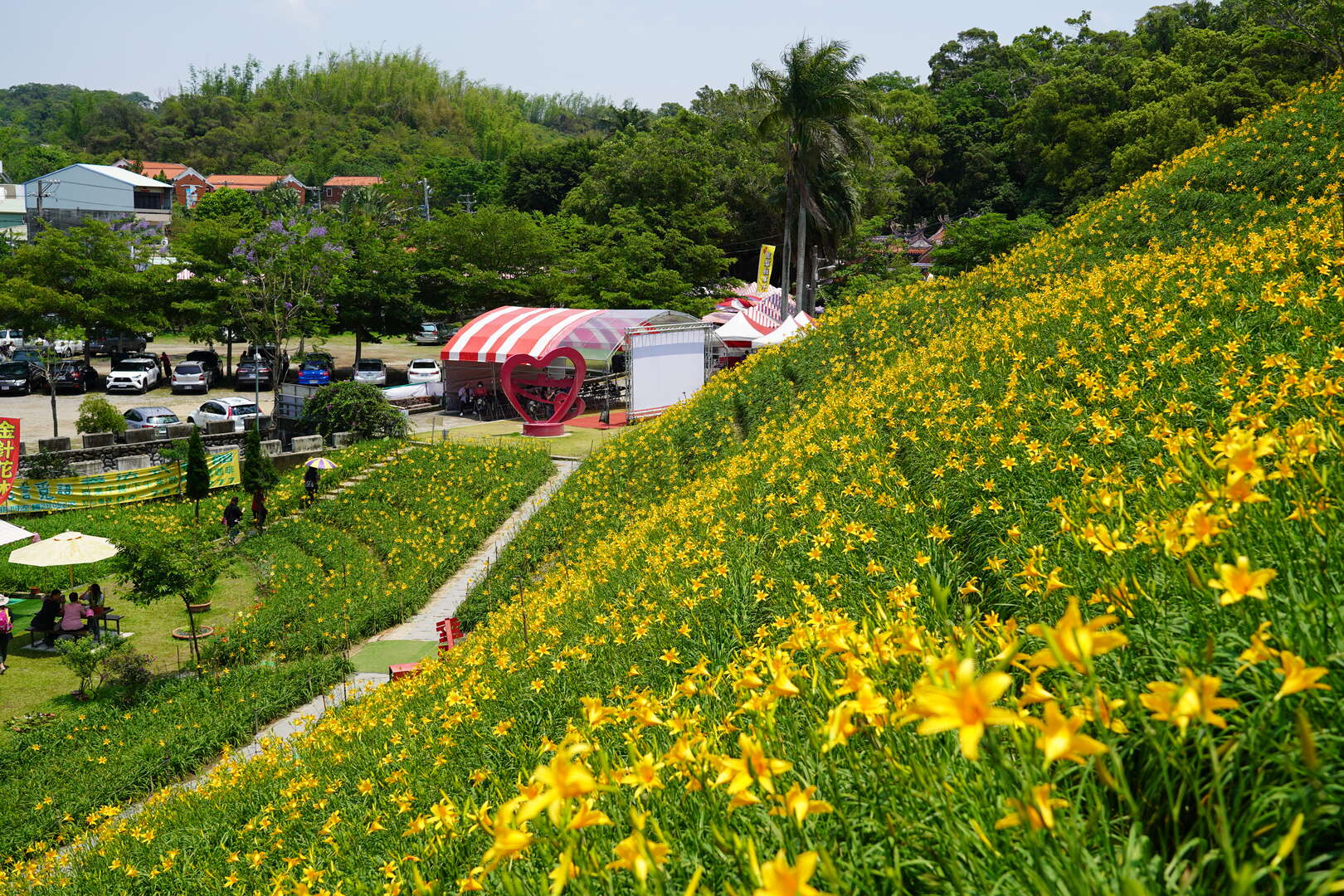 每年初夏限定的虎山巖金針花，結合寺廟山景與輕鬆步道，是賞花的秘境