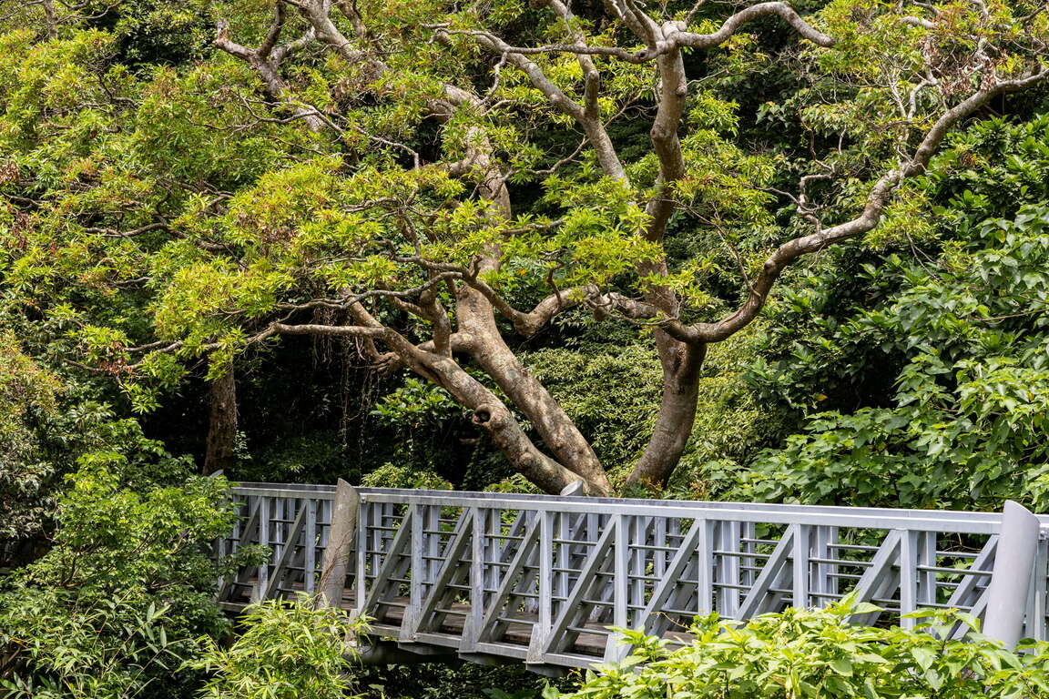 走在觀音山林梢步道,讓風景變得更輕更遠,也讓心有了暫時停泊的地方