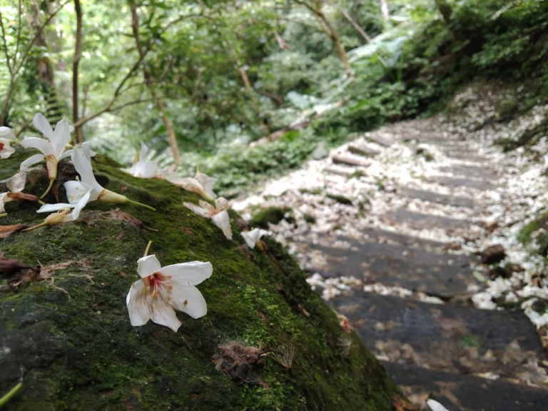 土城桐花公園這樣玩最剛好，五月雪步道、三角吊橋與天上山小旅行一次整理