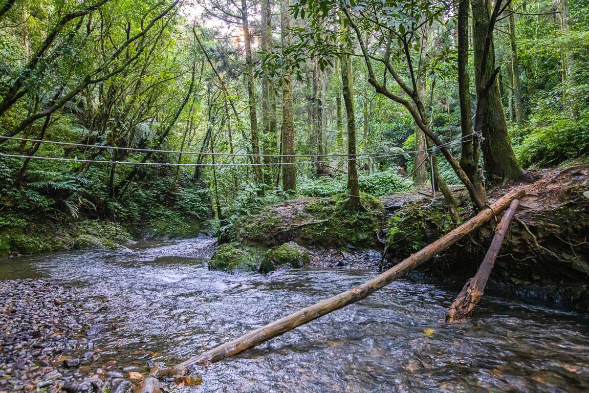 坪溪古道結合了原始森林與溪流步道，打造北台灣最療癒的輕健行路線之一