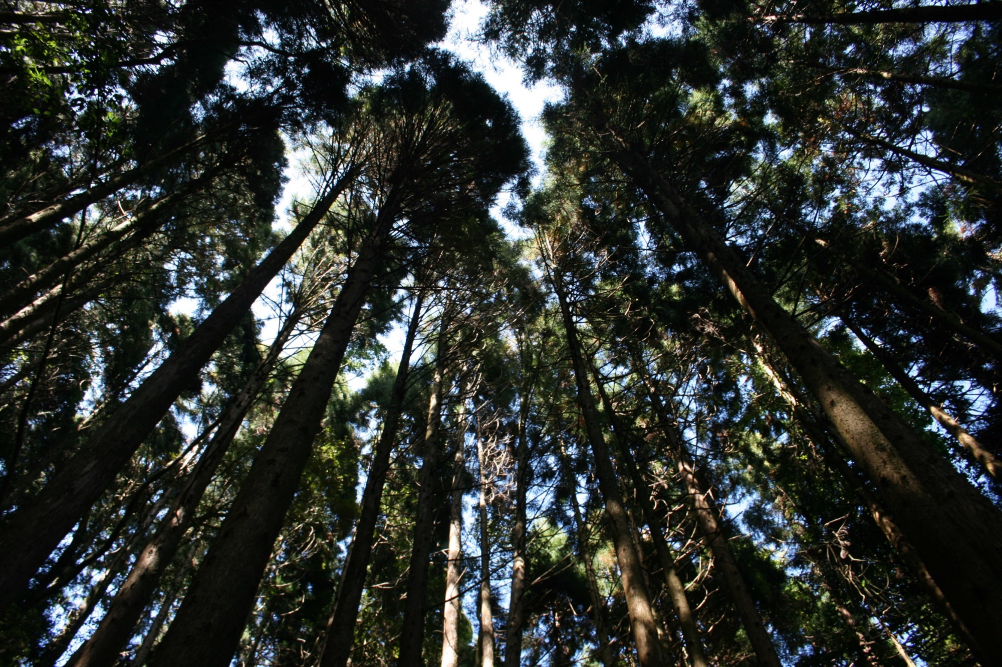 觀霧怎麼玩會更自在，避開人潮時間、最佳時段與森林慢旅行玩法一次看