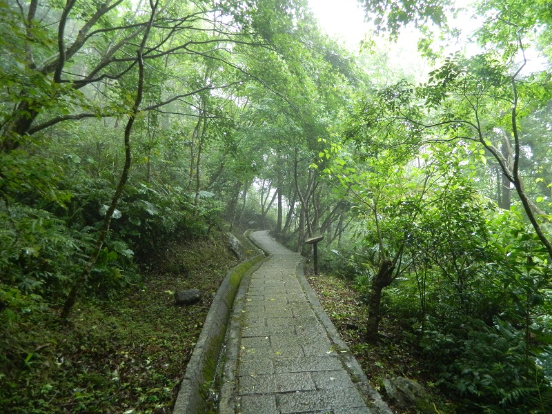 當陽光穿越樹梢灑落林間,滿月圓國家森林遊樂區,讓每一步都變得輕盈