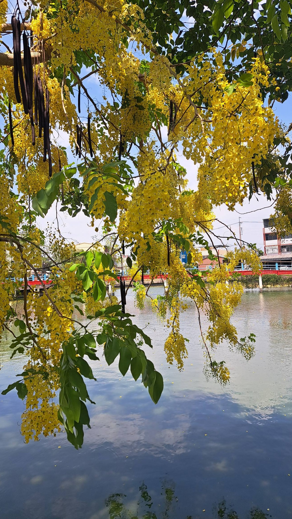 盛開黃花的樹搭配水岸與橋梁，十分適合拍出季節感（圖／中林湖）