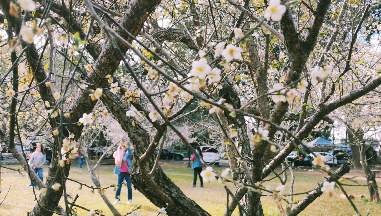 角板山公園梅花盛開遊客散步