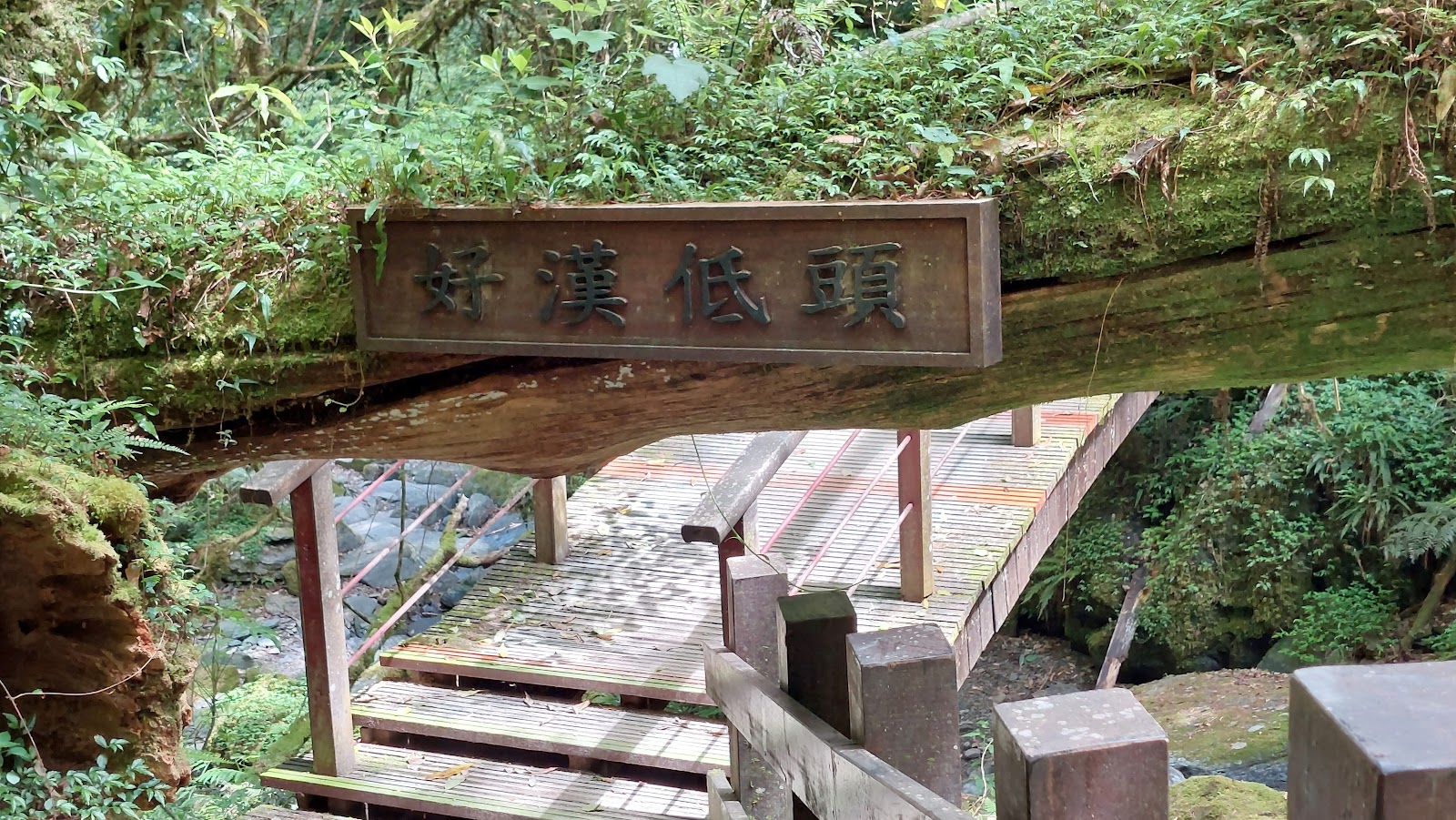 拉拉山神木群步道好漢低頭木牌木板橋雨林