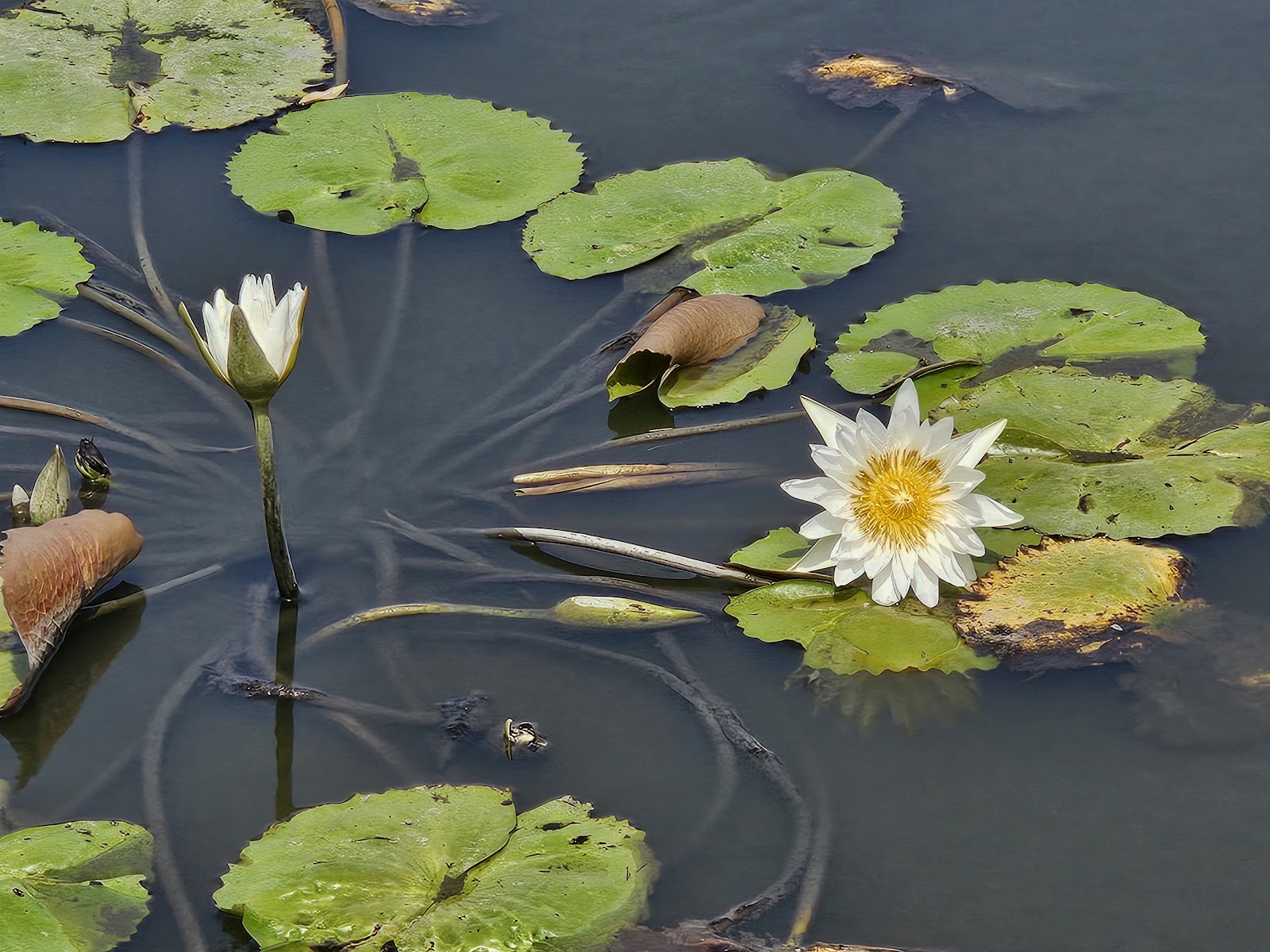 白色香水蓮特寫，白色花瓣黃色花蕊，浮在深色水面上
