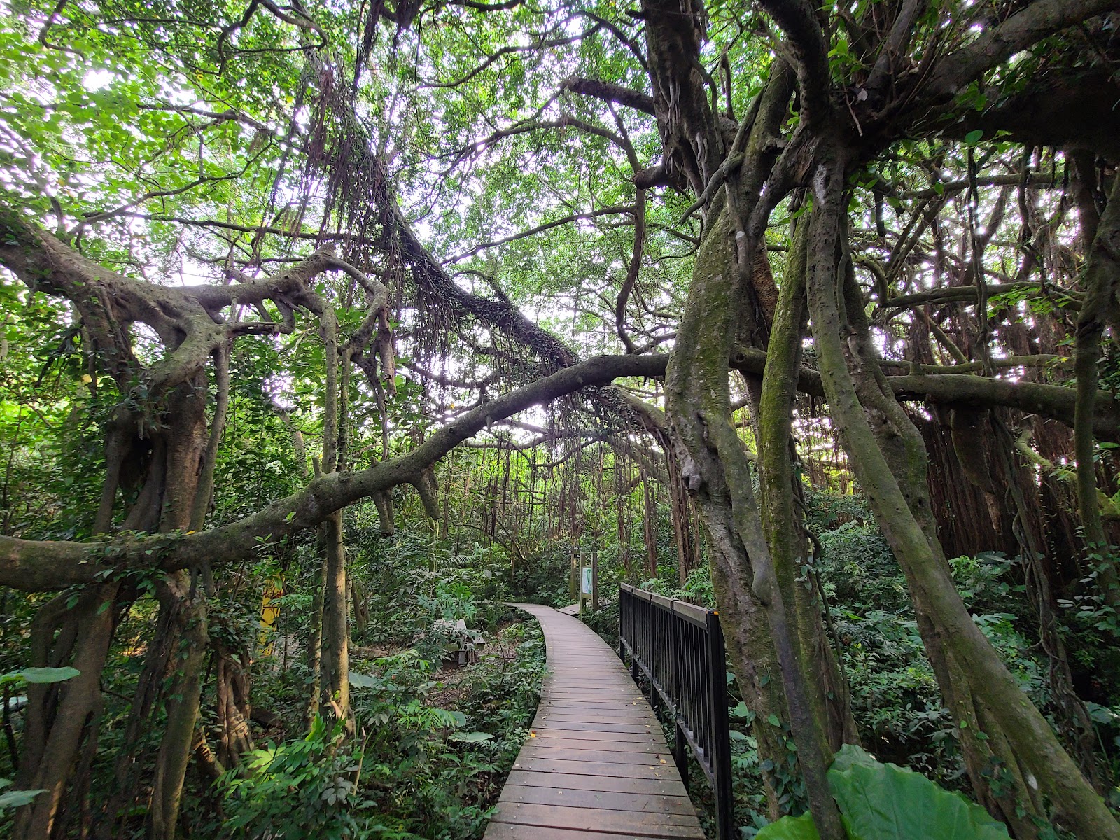 蓮池潭周邊榕樹步道，老榕氣根形成天然拱廊，木棧道蜿蜒