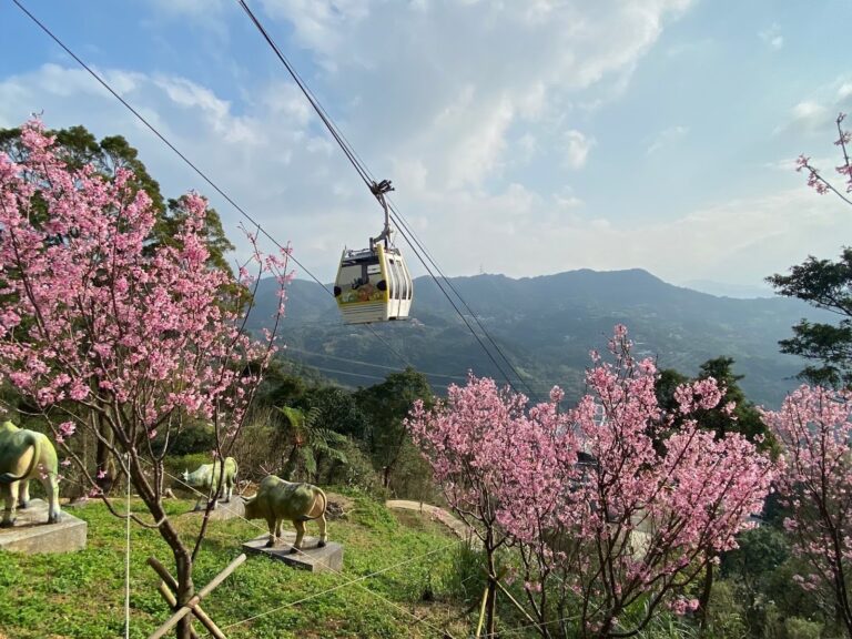 貓空纜車纜車廂穿越粉色櫻花林，背景是翠綠山景與台北盆地