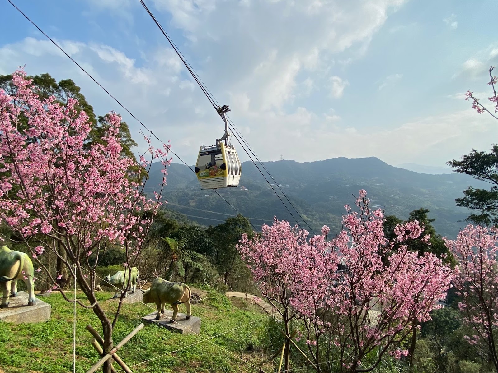 貓空纜車纜車廂穿越粉色櫻花林，背景是翠綠山景與台北盆地