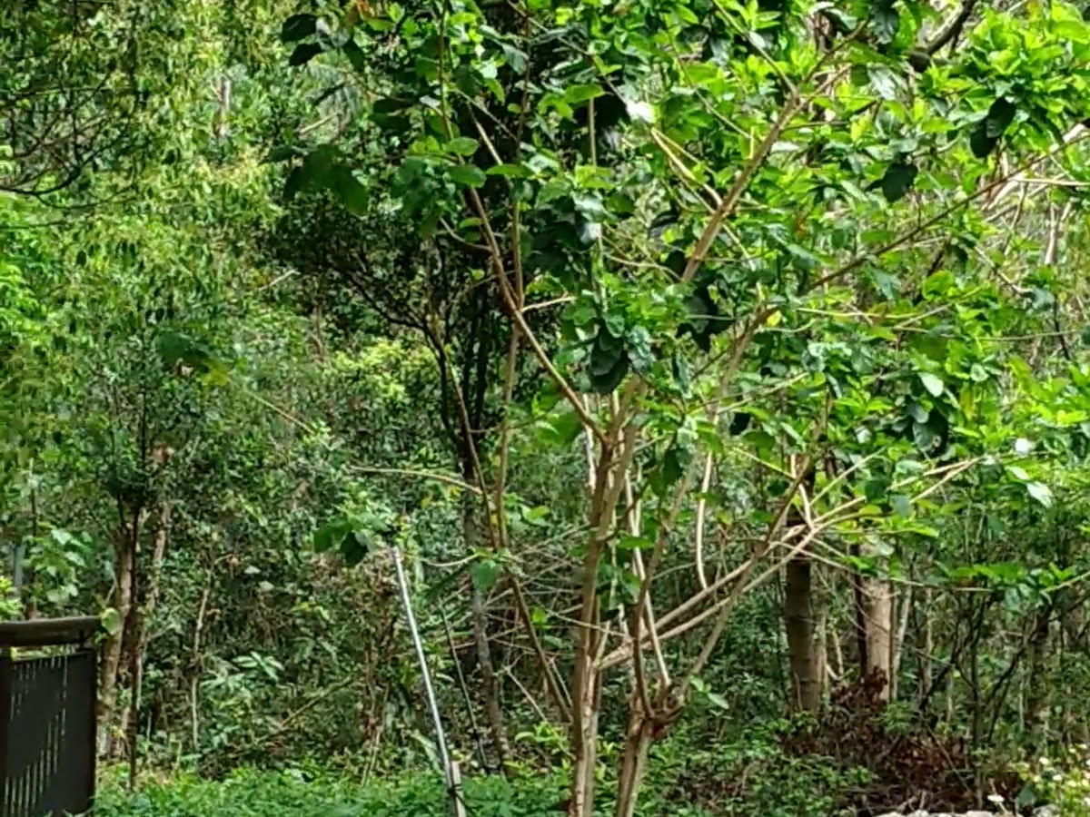 茂林入口 高雄茂林 魯凱族文化