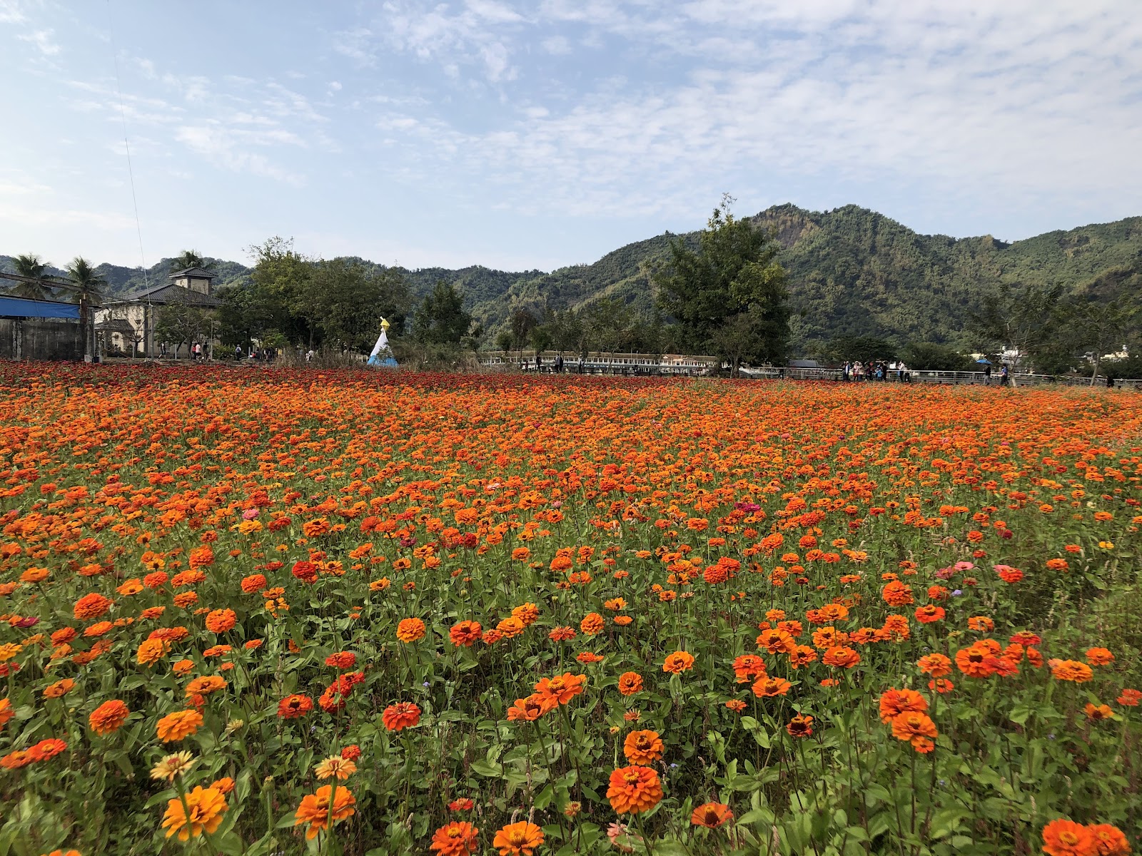 美濃百日菊花田，橘紅花海，山景背景
