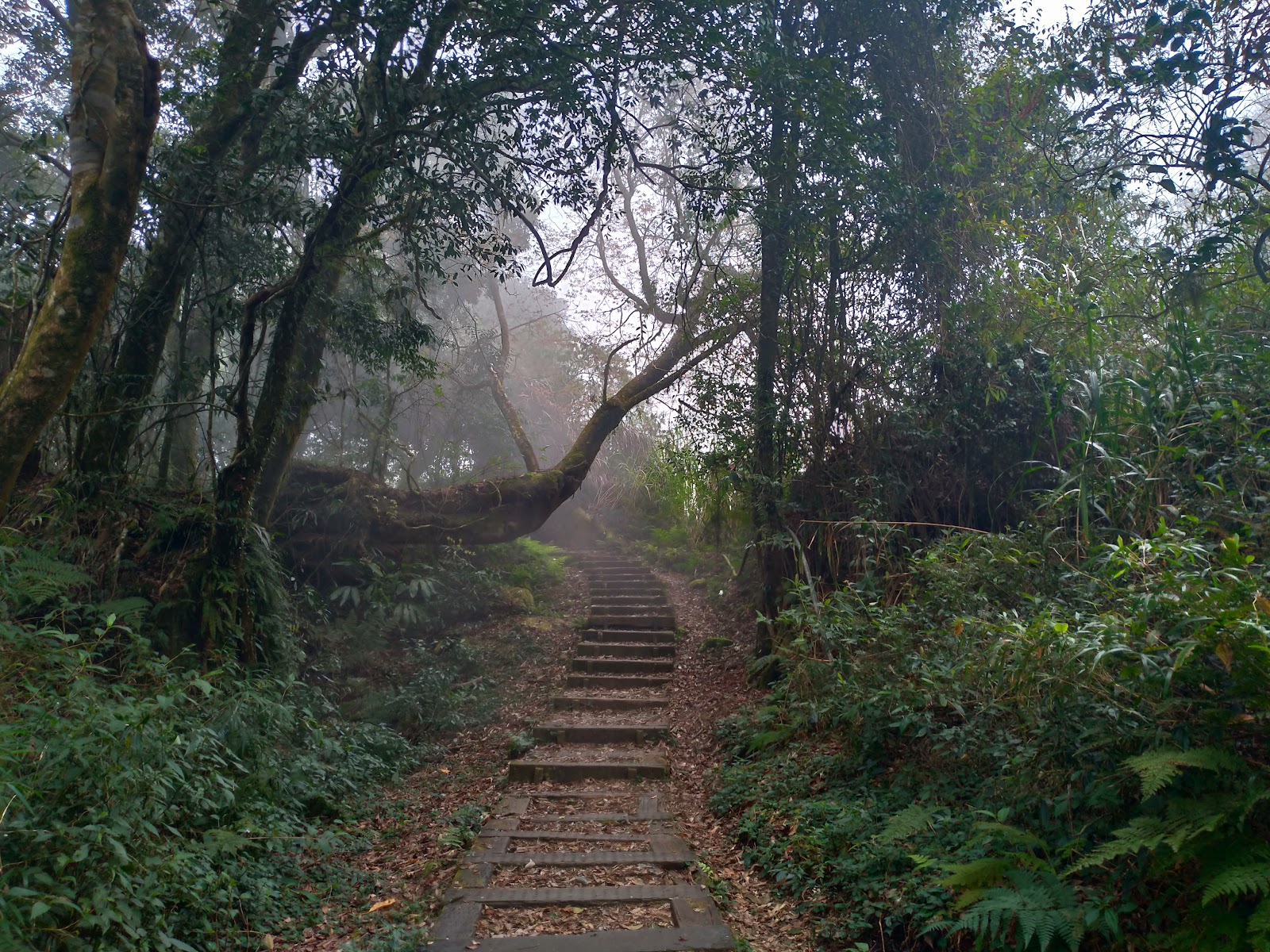 美濃山區霧中石階步道，晨霧瀰漫