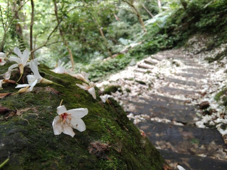 2026油桐花賞花景點懶人包 全台10處五月雪散步秘境一次看