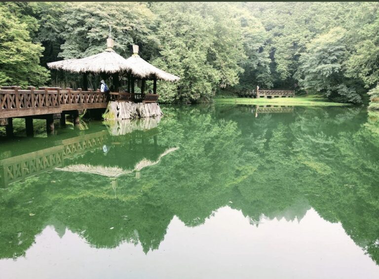 森林園區懶人包 10大台灣必訪森林步道、雲海瀑布與賞花秘境一次看