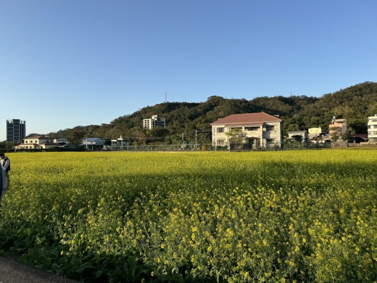 竹北向日葵花海懶人包：2處新竹花田景點一次看，賞花時機、路線與拍照重點整理