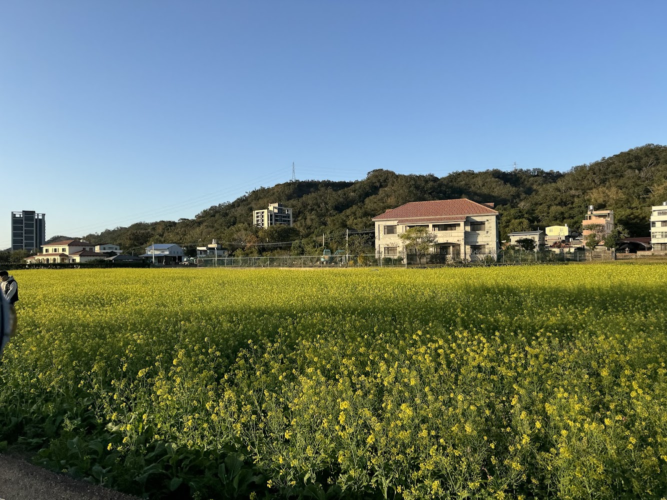 竹北向日葵花海懶人包：2處新竹花田景點一次看，賞花時機、路線與拍照重點整理