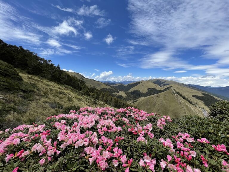 合歡山高山杜鵑懶人包：賞花步道、武嶺停車、最美群峰路線一次看