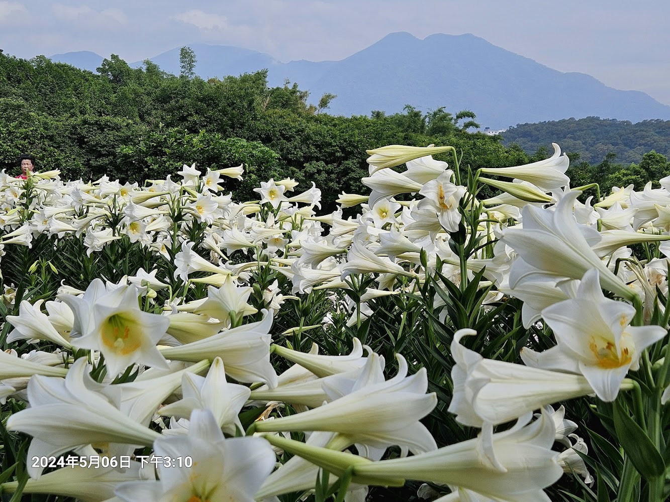 淡水奎柔山賞花散步懶人包 4個順遊景點與花季拍照路線一次看