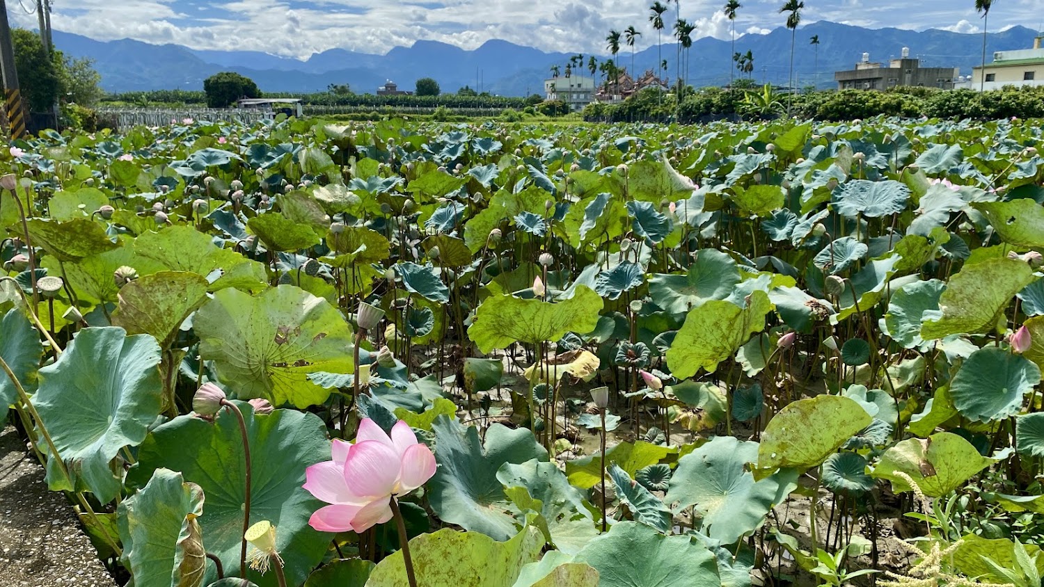 嘉義中埔荷花懶人包：順遊黃花風鈴木、穀倉園區與親子景點一次收錄