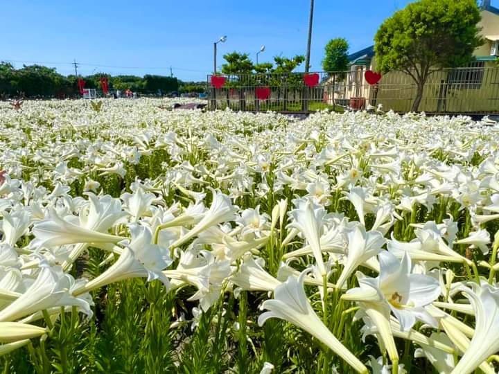 雲林百合花海懶人包｜四湖百合花園、長春園藝、莿桐花海一次看