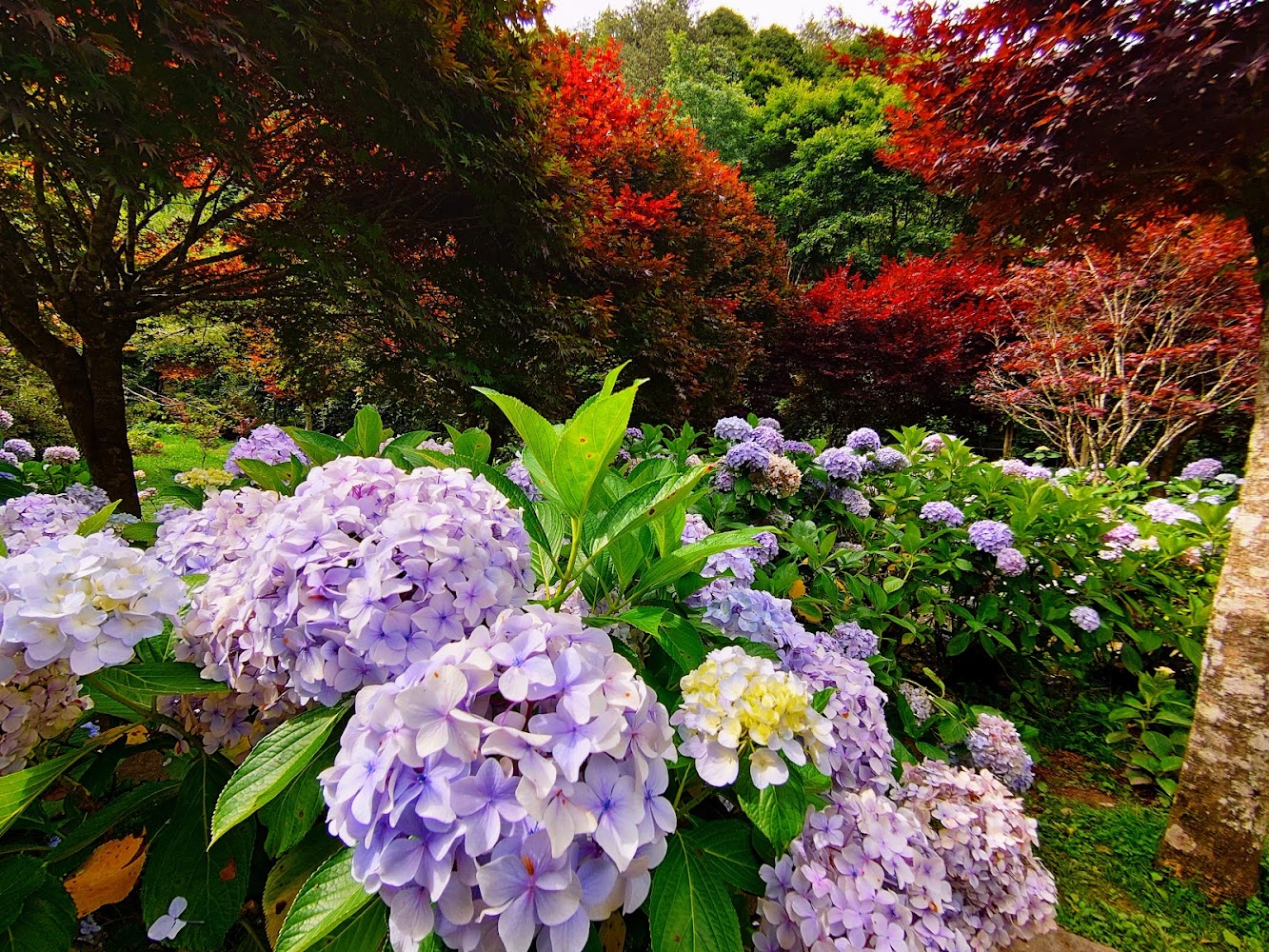 杉林溪楓紅深度攻略：森林步道、瀑布花季與住宿交通一次看