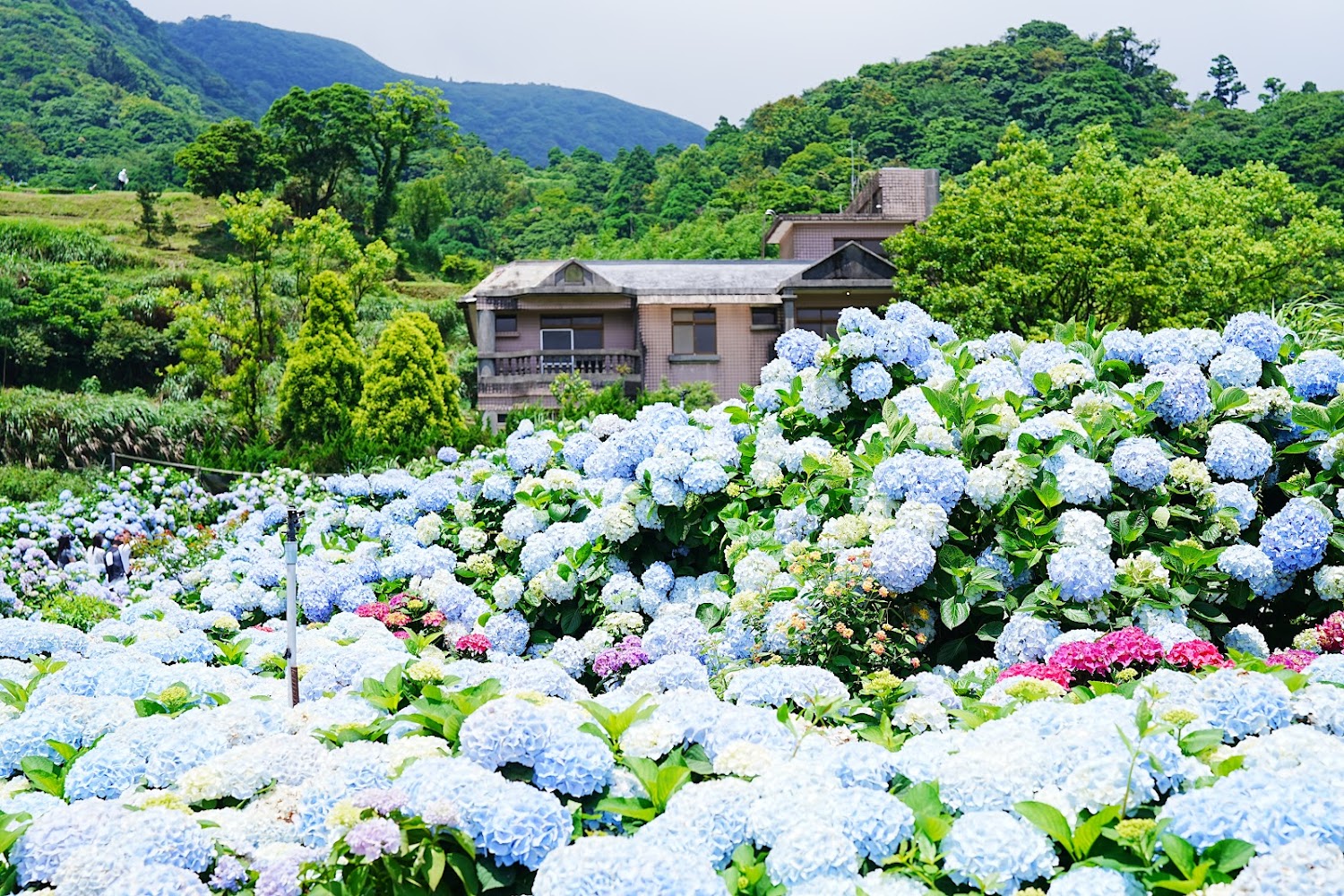 8000坪繡球花懶人包：全台必拍花海景點、花期時間、門票與拍照路線一次看