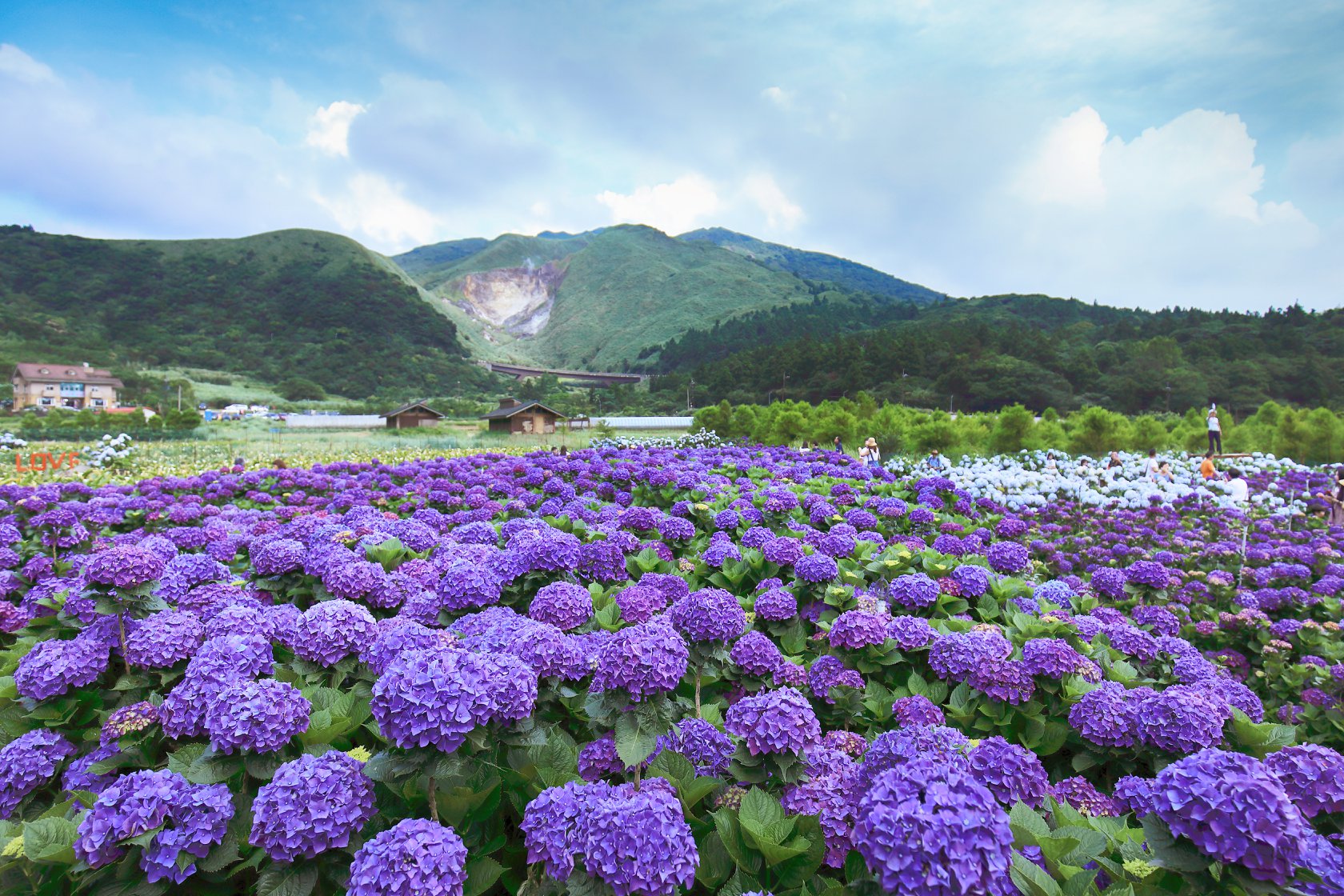 花in台北