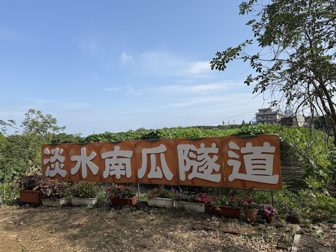 南瓜隧道懶人包 淡水2處期間限定南瓜隧道一次看