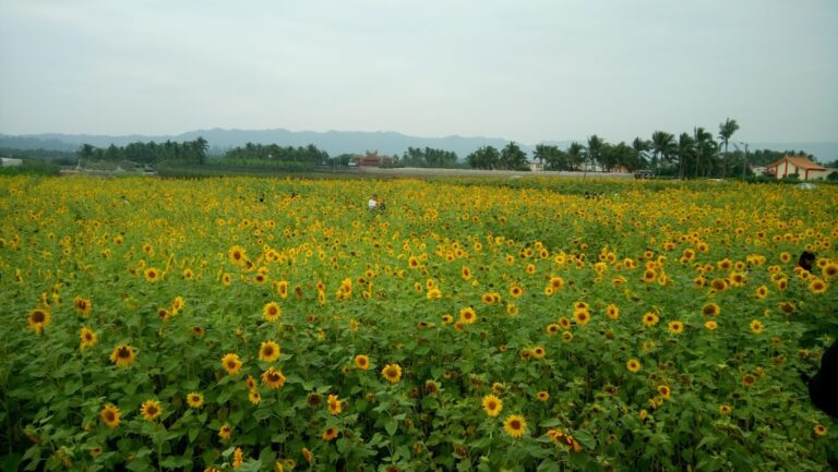 高雄杉林花海小旅行 漫遊田園花田與山景風光的深度專題