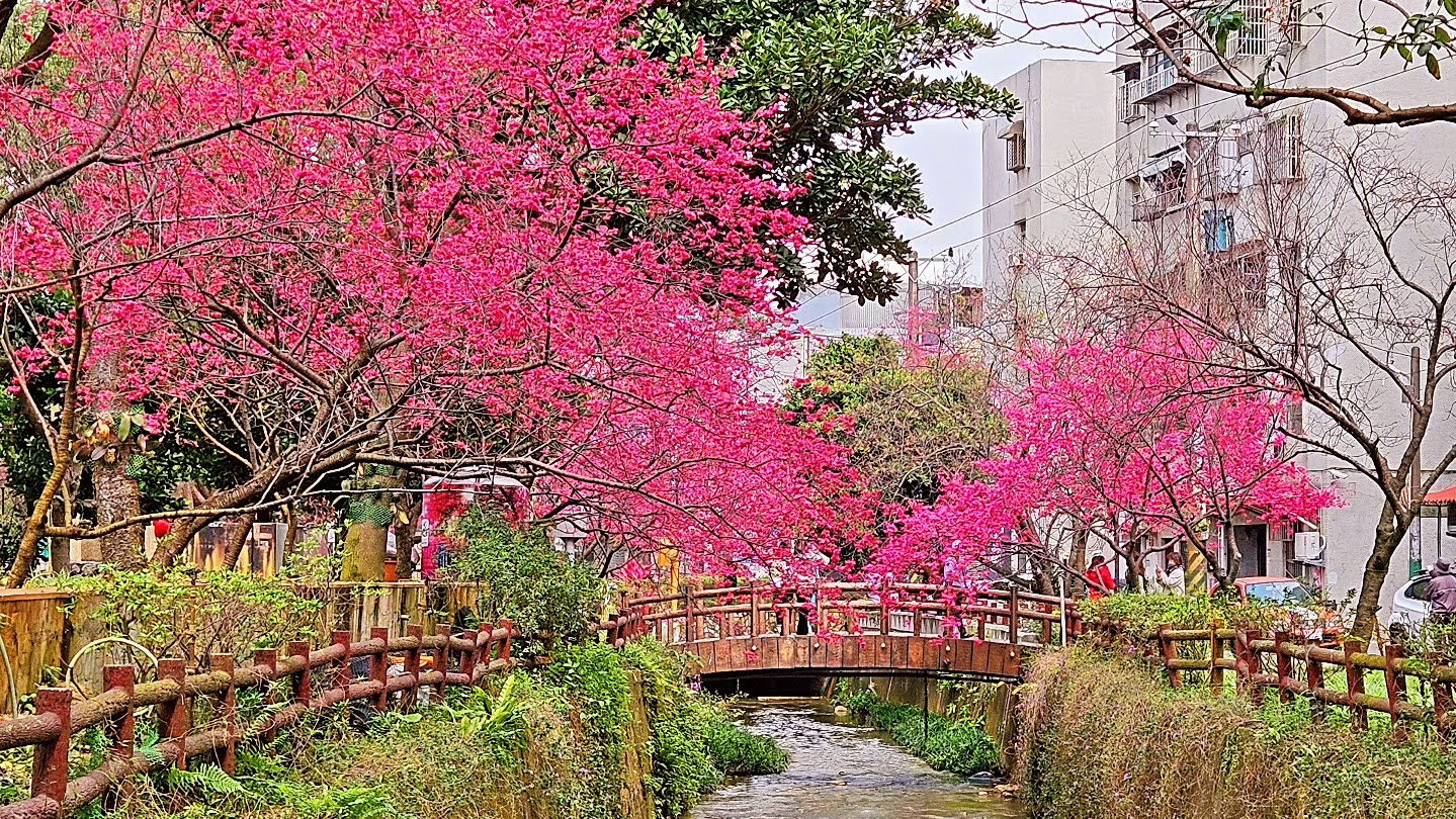 小柴莒光號賞櫻散步攻略：桃園中壢莒光環保公園花季實測、拍照點與親子漫遊整理