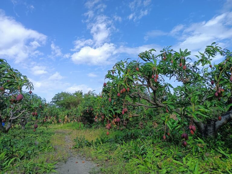 枋山愛文芒果懶人包 8間產地直送果園與芒果攤一次看