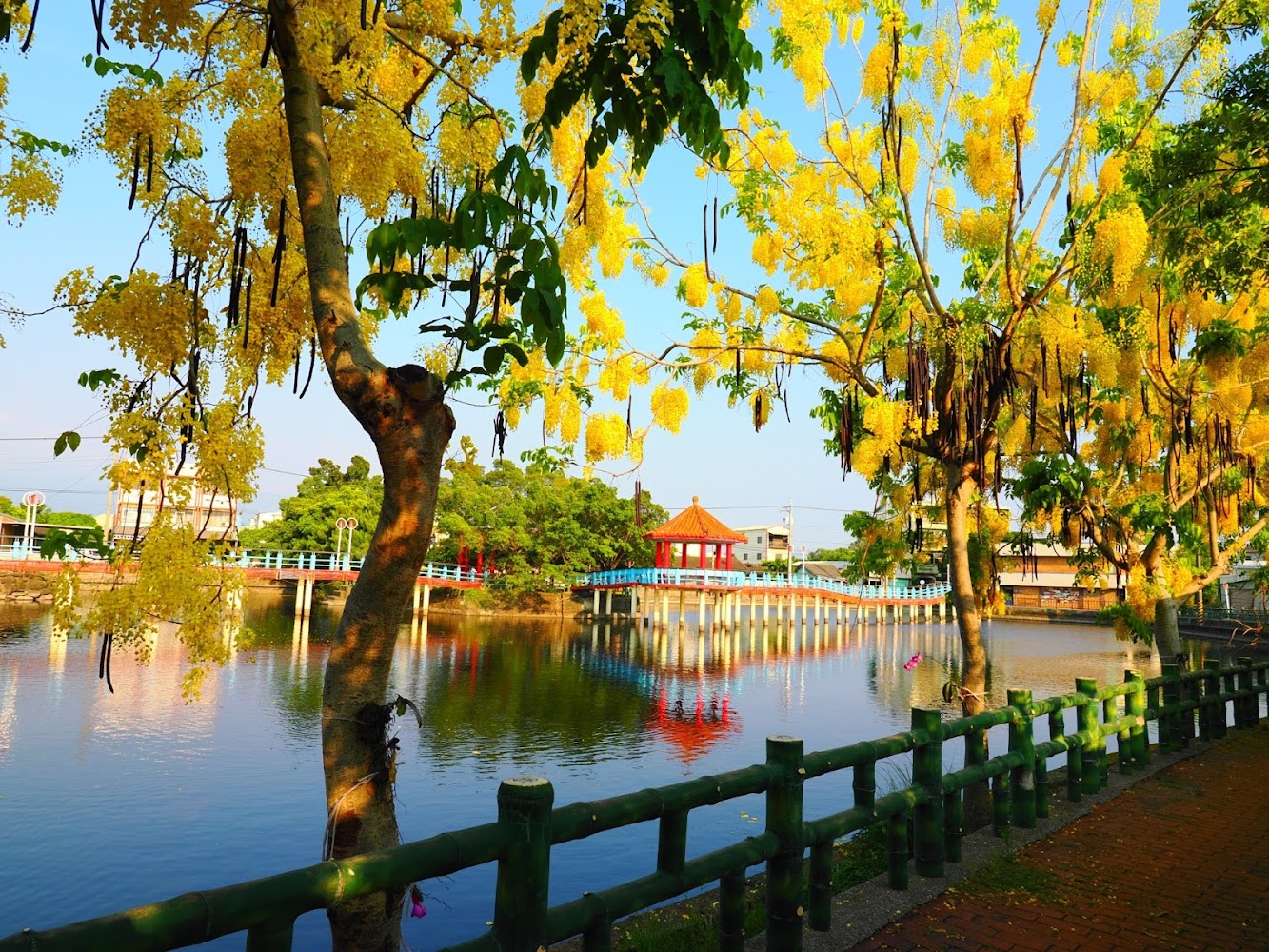 嘉義中林湖賞花攻略｜阿勃勒黃金雨、紅亭藍橋與靜謐湖景一次收藏
